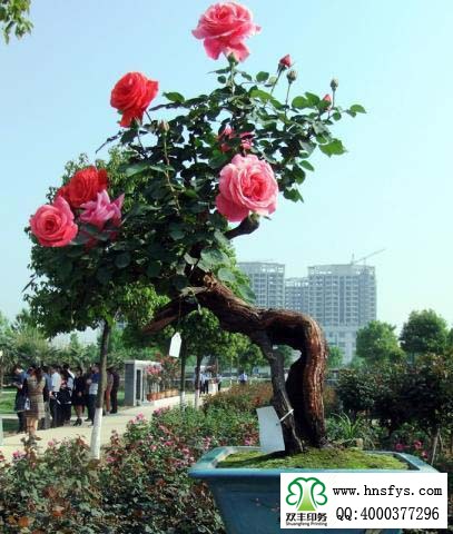 2015 南陽月季展玉雕節(jié)已開幕，花已開好 君可來矣