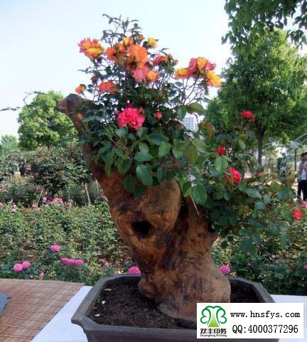 2015 南陽月季展玉雕節(jié)已開幕，花已開好 君可來矣
